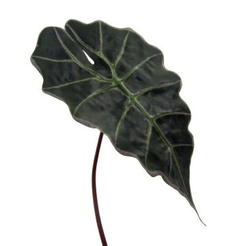 Hoja decorativa Alocasia Sanderiana ALEPU, verde, 65 cm