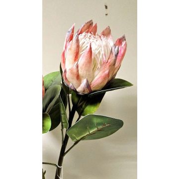 Rama decorativa de flores Protea real TANIEKA, rosa-blanco, 70 cm