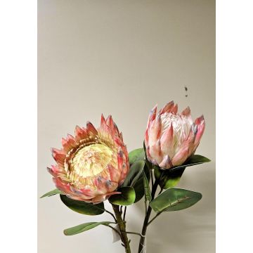 Rama decorativa de flores Protea real TANIEKA, rosa-blanco, 70 cm Rama decorativa de flores Protea real TANIEKA, rosa-blanco, 70 cm