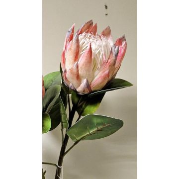 Rama decorativa de flores Protea real TANIEKA, rosa-blanco, 70 cm Rama decorativa de flores Protea real TANIEKA, rosa-blanco, 70 cm