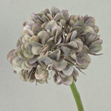 Hortensia artificial MANDISA, beige-rosa, 65 cm