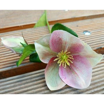 Flor artificial rosa de Navidad MITTWEIDA, fucsia-verde, 35cm