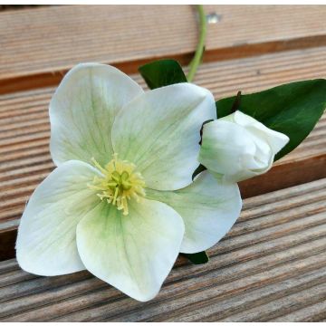 Rosa de Navidad artificial MITTWEIDA, crema-verde, 35cm