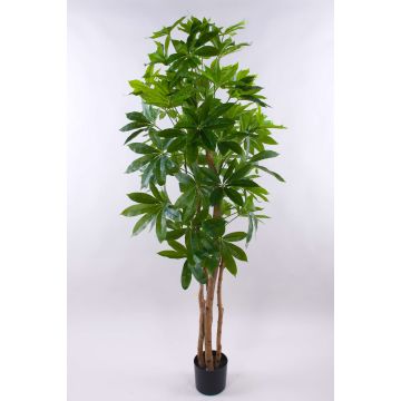 Schefflera artificial MURSIK, troncos reales, verde, 180cm