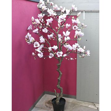 Árbol de magnolia artificial TIAGO, blanco-rosa, 210 cm
