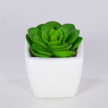 Echeveria elegans decorativa KATNISS, maceta de cerámica, verde, 6 cm