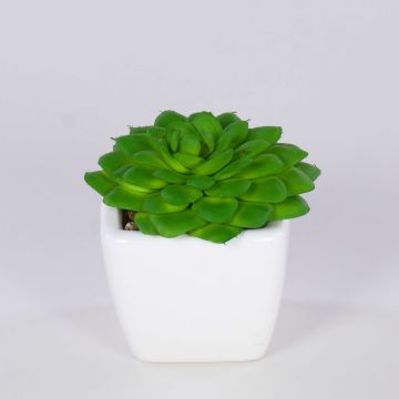 Echeveria gibbiflora decorativa KATNISS, maceta de cerámica, verde, 6 cm