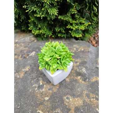 Echeveria macdougallii decorativa KATNISS, maceta de cerámica, verde, 12 cm