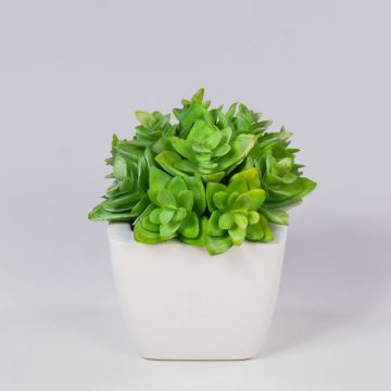 Echeveria macdougallii decorativa KATNISS, maceta de cerámica, verde, 12 cm