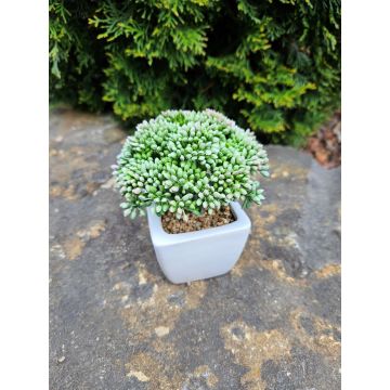 Planta artificial Sedum telephium KATNISS, maceta de cerámica, verde, 14 cm