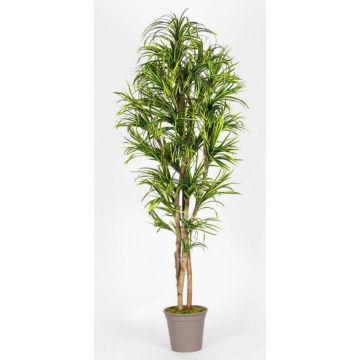Dracaena Marginata KIMANORA artificial, troncos naturales, verde-amarillo, 125 cm - Fabricado en Italia
