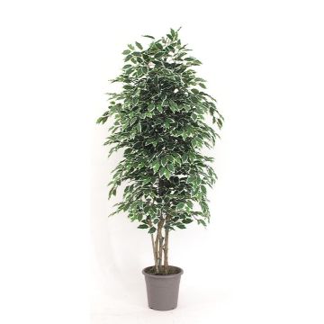 Ficus Benjamini decorativo KONRADE, troncos reales, verde-blanco, 150 cm - Fabricado en Italia