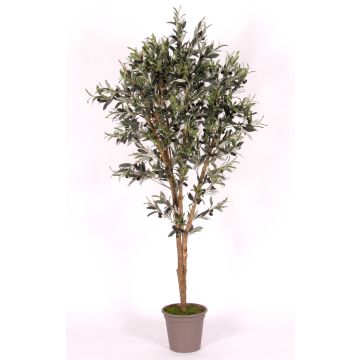 Olivo artificial MIANA, troncos naturales, con frutos, 175cm - Fabricado en Italia