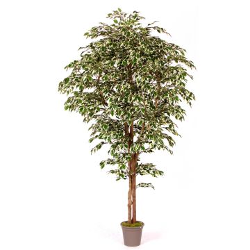 Ficus Benjamini artificial LINETTE, troncos naturales, verde-blanco, 200 cm - Fabricado en Italia