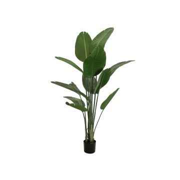 Planta artificial Strelitzia PANAGIOTA, verde, 170 cm Planta artificial Strelitzia PANAGIOTA, verde, 170 cm