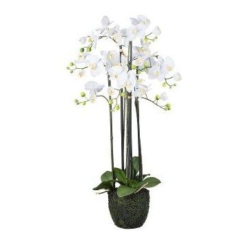 Flor decorativa Phalaenopsis Orquídea PINSARY, globo terráqueo, raíces, blanco, 95 cm Flor decorativa Phalaenopsis Orquídea PINSARY, globo terráqueo, raíces, blanco, 95 cm