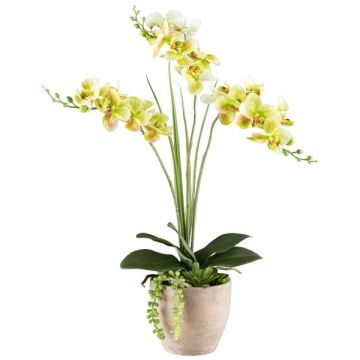 Arreglo floral artificial de orquídea y suculentas FININ, maceta de cemento, raíces, verde y blanco, 55 cm