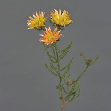 Flor artificial de capuchina BEYA, amarillo-naranja claro, 60 cm, Ø 6 cm