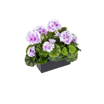 Geranios artificiales FLOREANA en jardinera, 2 unidades, lila y blanco, 24 x 11 x 35 cm Geranios artificiales FLOREANA en jardinera, 2 unidades, lila y blanco, 24 x 11 x 35 cm