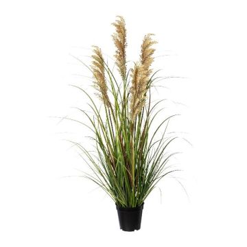Hierba decorativa mijo paniculado SIRFU, marrón-beige, 90 cm
