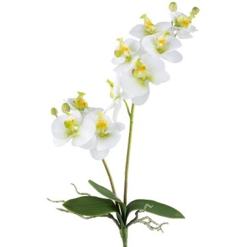 Flor decorativa Phalaenopsis Orquídea KRUZBER, varilla, raíces, blanco-verde, 55 cm