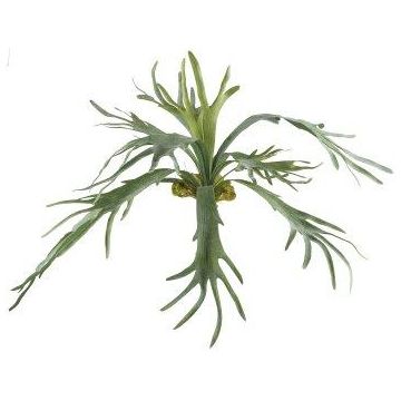 Planta decorativa helecho cuerno DROHEL, varilla, difícilmente inflamable, verde, 80 cm