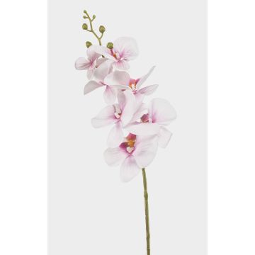 Rama de orquídea Phalaenopsis artificial AXELOR, blanca-rosa, 85 cm