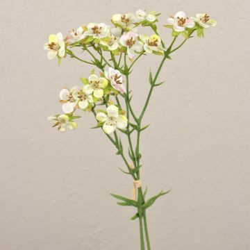 Flor de cera artificial HEKLA, crema-verde, 30cm, Ø2-2,5cm
