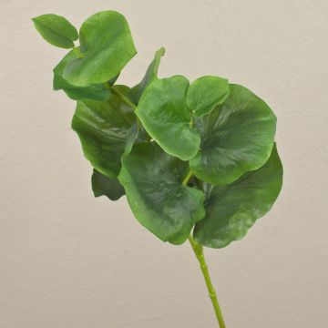 Rama de eucalipto artificial NUNO, verde, 70cm