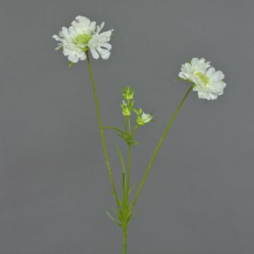 Scabiosa artificial ANDIA, blanca, 80cm, Ø8-10cm