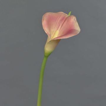 Calla artificial MIRAC, rosa-amarillo, 75cm, 13x15cm
