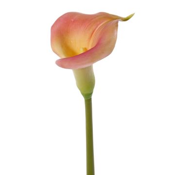 Calla artificial MIRAC, rosa-amarillo, 75cm, 12x15cm Calla artificial MIRAC, rosa-amarillo, 75cm, 12x15cm