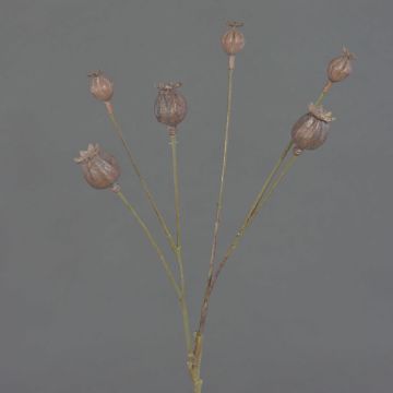 Cápsulas de amapola artificial ASUMAN, marrón, 70cm