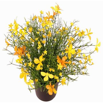Flor decorativa impatiens GISINDA en maceta decorativa, amarillo-naranja, 25cm