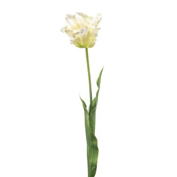 Tulipán decorativo tipo loro LUNIA, blanco-verde, 70cm