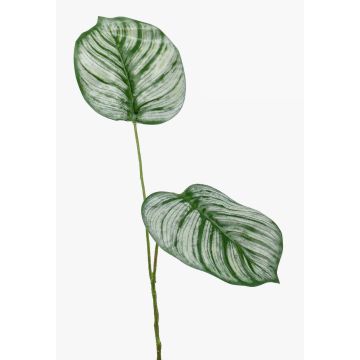 Rama falsa de calathea orbifolia TAMARIU, verde-blanco, 50cm