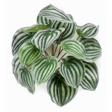 Peperomia artificial KEPANO en varilla de ajuste, verde-blanco, 25cm