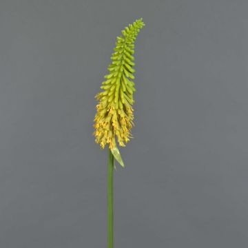 Kniphofia artificial MUNDAKA, amarillo, 85cm