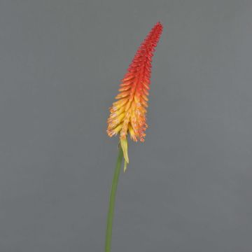 Kniphofia artificial MUNDAKA, rojo-naranja, 85cm