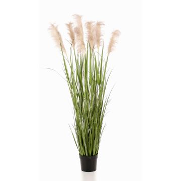 Hierba de la pampa decorativa ALCANTARA con panículas, verde, 175cm