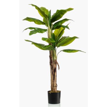 Dúo de bananos de plástico ENTRIN, 140cm
