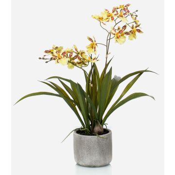 Orquídea oncidium falsa COLUNGA en maceta de cerámica, amarillo-naranja, 45cm