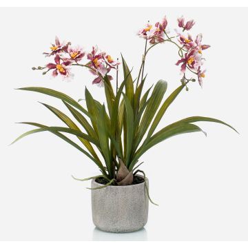 Orquídea oncidium falsa COLUNGA en maceta de cerámica, rosa-violeta, 45cm