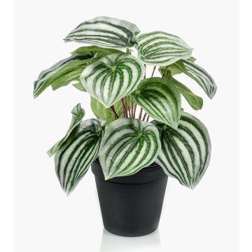 Peperomia artificial KEPANO, verde-blanco, 25cm