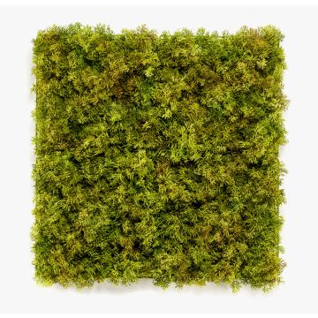 Estera de musgo islandés decorativo BEAS, zona resguardada, difícilmente inflamable, 50x50cm
