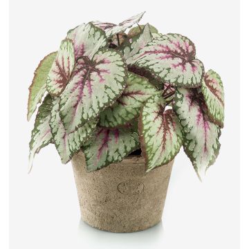 Begonia rex artificial MEIRA en maceta de terracota, frondoso, verde-rosa, 25cm