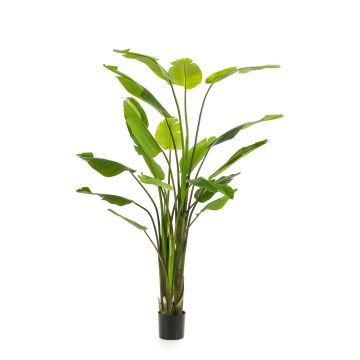 Strelitzia artificial BEDAR, verde, 235cm Strelitzia artificial BEDAR, verde, 235cm