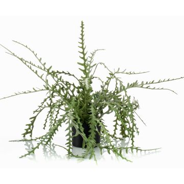 Cactus rhipsalis cassutha de plástico BERJA, verde, 50cm