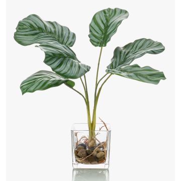 Calathea Orbifolia artificial AGINA en maceta de cristal, verde-blanco, 35cm