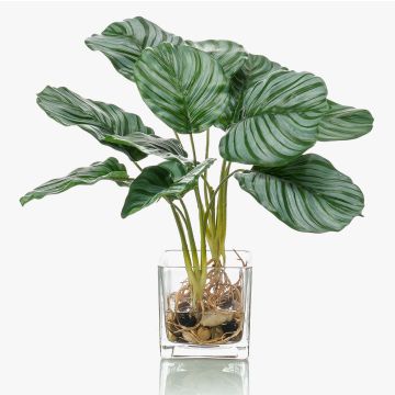Calathea Orbifolia artificial AGINA en maceta de cristal, verde-blanco, 40cm